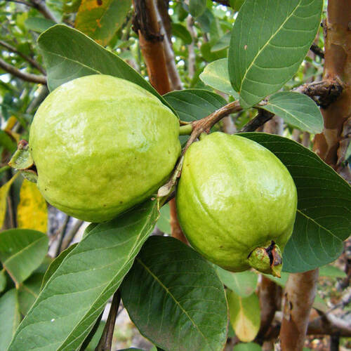 GUAVA