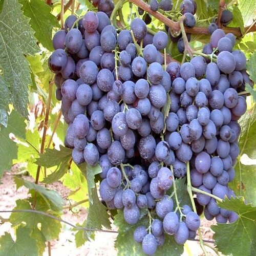 GRAPES